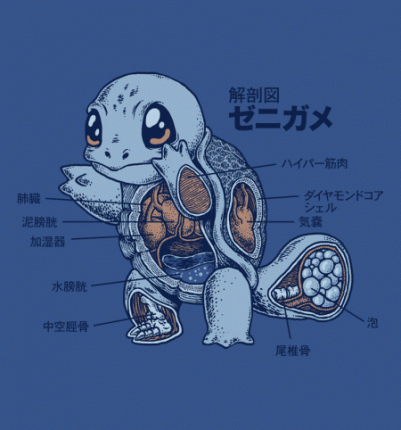 Squirtle Anatomy