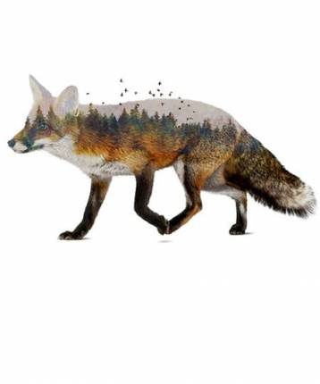 Fox nature
