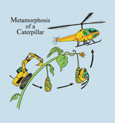 Metamorphosis Of a Caterpillar