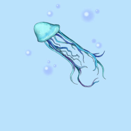 KY Jellyfish
