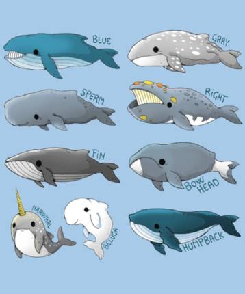 Types of Whales