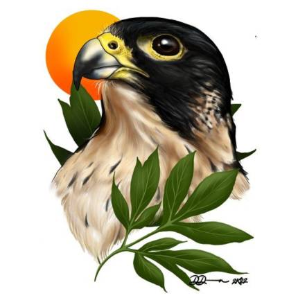 Peregrine Falcon