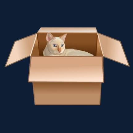 Flame Point Siamese Cat Loves Box