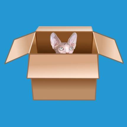 Sphynx Kitten Peeking from Cardboard Box