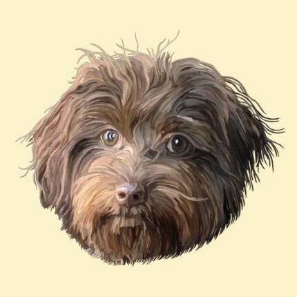 Havanese Dog Portrait