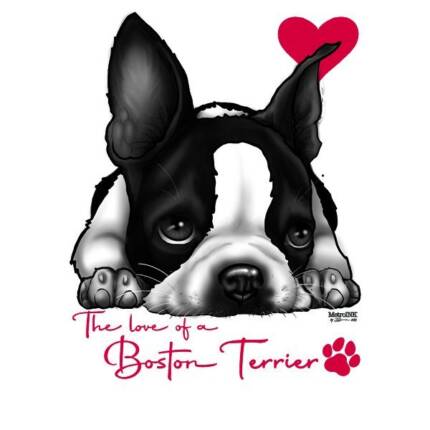 For the Love of a Boston Terrier